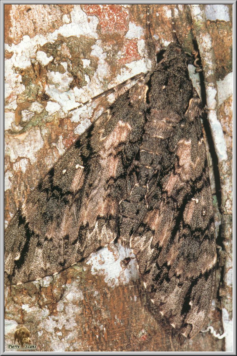 Sphinx Moth (Sphingidae) {!--박각시과 나방-->; DISPLAY FULL IMAGE.