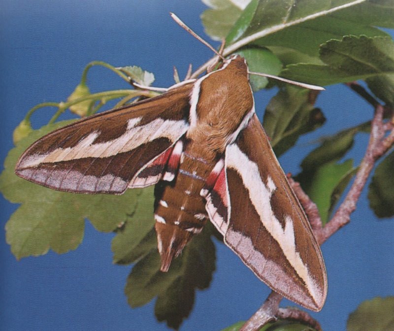 Sphinx Moth (Sphingidae) {!--박각시과 나방-->; DISPLAY FULL IMAGE.
