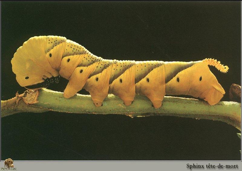 African death's-head hawkmoth (Acherontia atropos) larva {!--해골박각시 애벌레-->; DISPLAY FULL IMAGE.