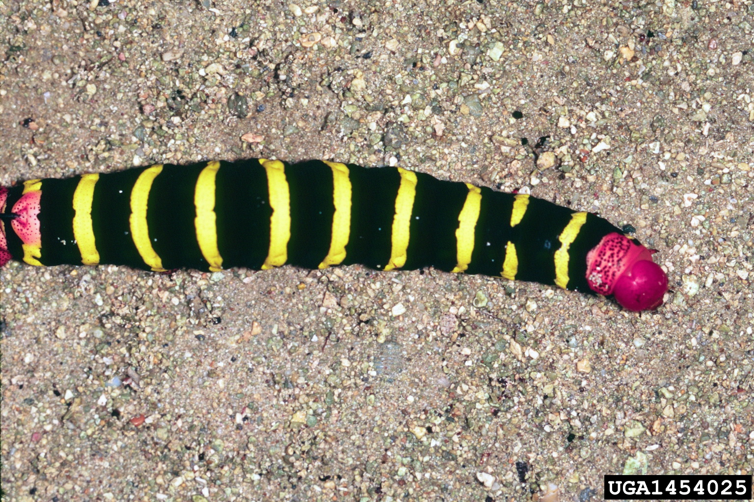 black caterpillar with yellow stripes with black head