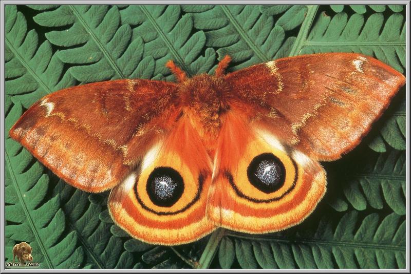 Paon de nuit / Peacock Moth (Saturniidae) {!--공작나방류(산누에나방과)-->; DISPLAY FULL IMAGE.