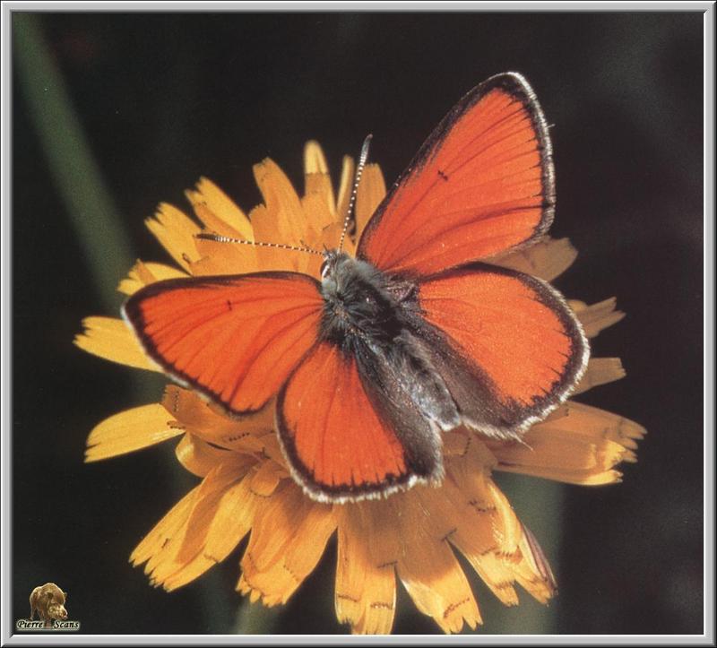 Purple-edged Copper Butterfly (Lycaena hippothoe) {!-- 암먹주홍부전나비-->; DISPLAY FULL IMAGE.
