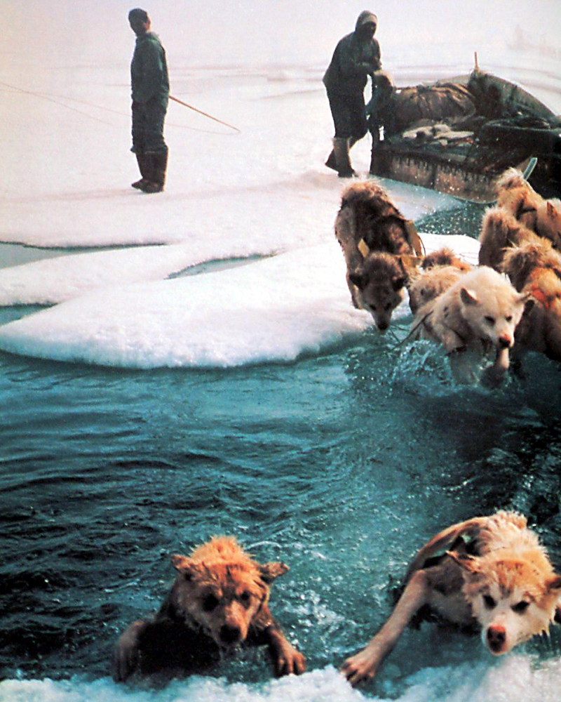 Sled Dogs crossing gap in ice, Greenland; DISPLAY FULL IMAGE.