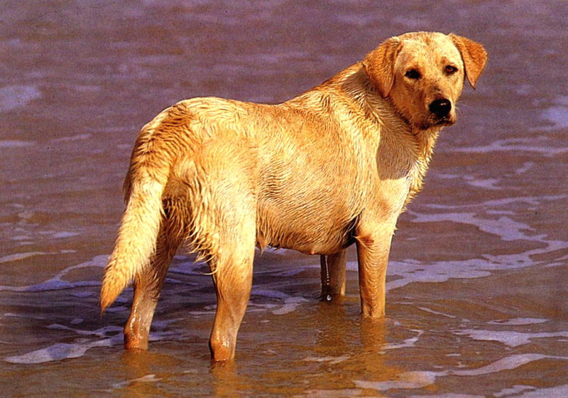 Wet Labrador Retriever; DISPLAY FULL IMAGE.