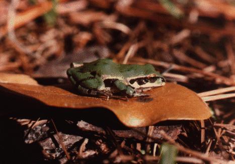 Ornate Chorus Frog (Pseudacris ornata) {!--(북미)청개구리류-->; Image ONLY