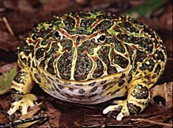 Argentine Horned Frog (Ceratophrys ornata) {!--아르헨티나뿔개구리-->; Image ONLY