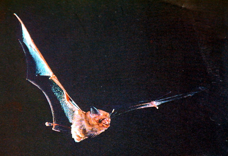 Kitti's Hog-nosed Bat (Craseonycteris thonglongyai) {!--키티돼지코박쥐(벌박쥐)-->; DISPLAY FULL IMAGE.