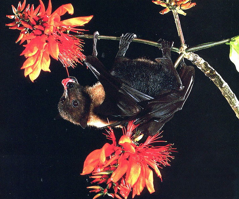 Marianas Flying Fox (Pteropus mariannus) {!--마리아나큰박쥐-->; DISPLAY FULL IMAGE.