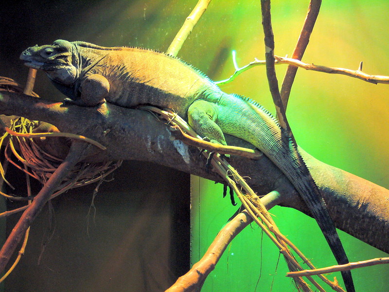 Rhinoceros Iguana (Cyclura cornuta) {!--코뿔이구아나-->; DISPLAY FULL IMAGE.