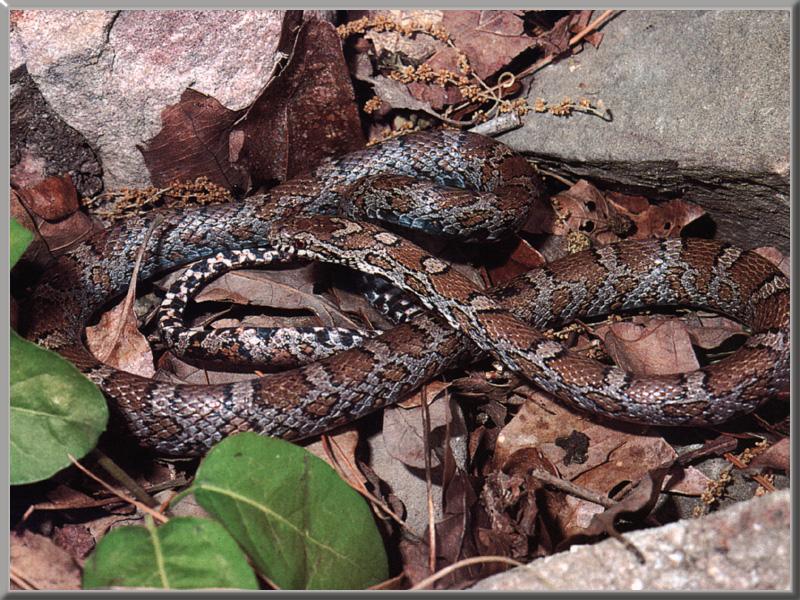 Milk Snake (Lampropeltis triangulum) {!--우유뱀-->; DISPLAY FULL IMAGE.