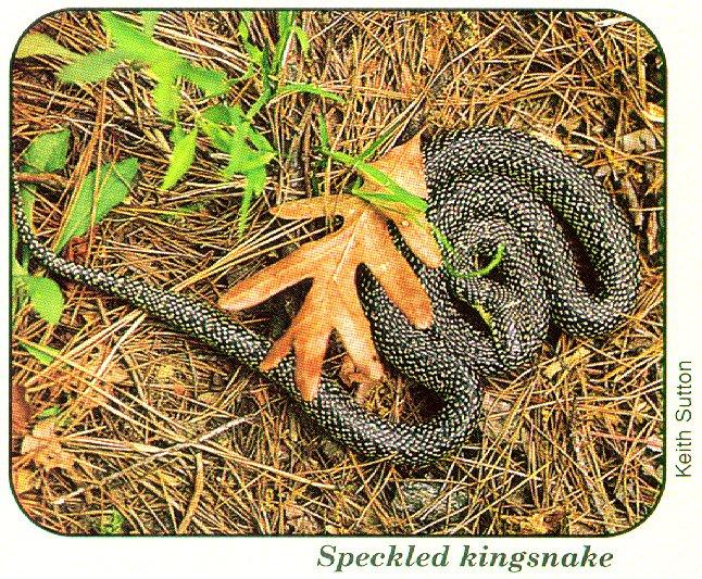 Speckled Kingsnake (Lampropeltis getula holbrooki) {!--점박이왕뱀(미국왕뱀 아종)-->; Image ONLY