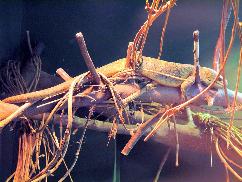 Prehensile-tailed skink (Corucia zebrata) {!--꼬리말기도마뱀-->; DISPLAY FULL IMAGE.
