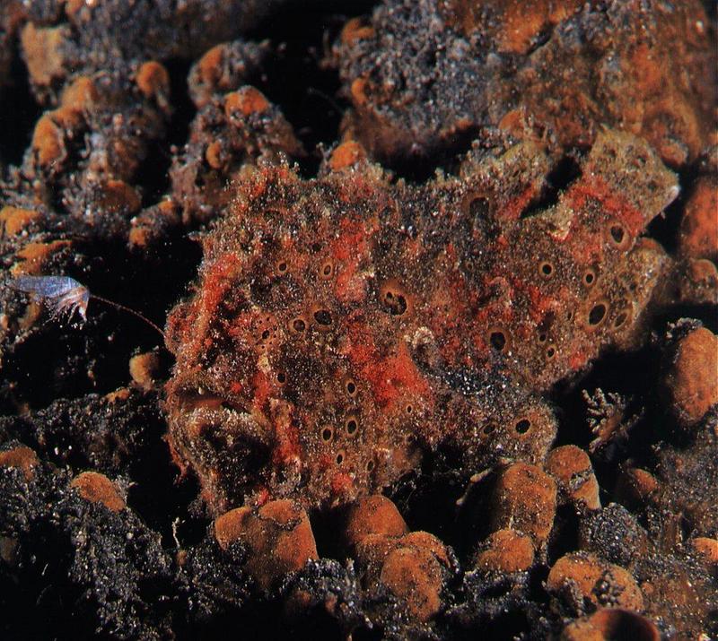 Painted Frogfish (Antennarius pictus) {!--영지씬벵이-->; DISPLAY FULL IMAGE.