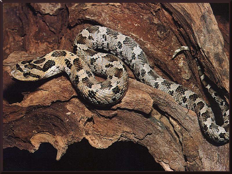Eastern Hog-nosed Snake (Heterodon platirhinos) {!--동부돼지코뱀-->; DISPLAY FULL IMAGE.