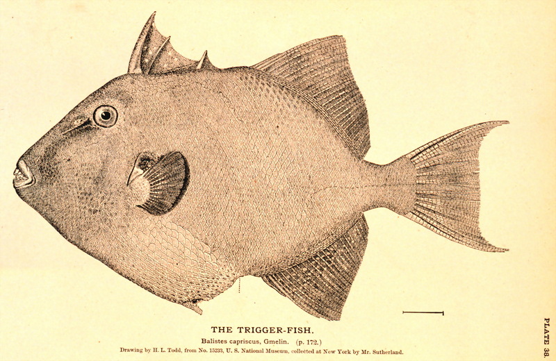 Grey triggerfish (Balistes capriscus) {!--재쥐치-->; DISPLAY FULL IMAGE.