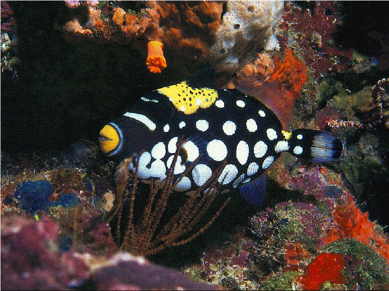Clown Triggerfish (Balistoides conspicillum) {!--광대파랑쥐치-->; DISPLAY FULL IMAGE.