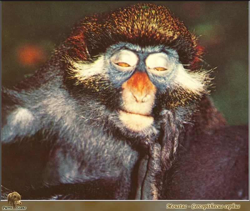 Moustached Monkey (Cercopithecus cephus) {!--수염원숭이-->; DISPLAY FULL IMAGE.