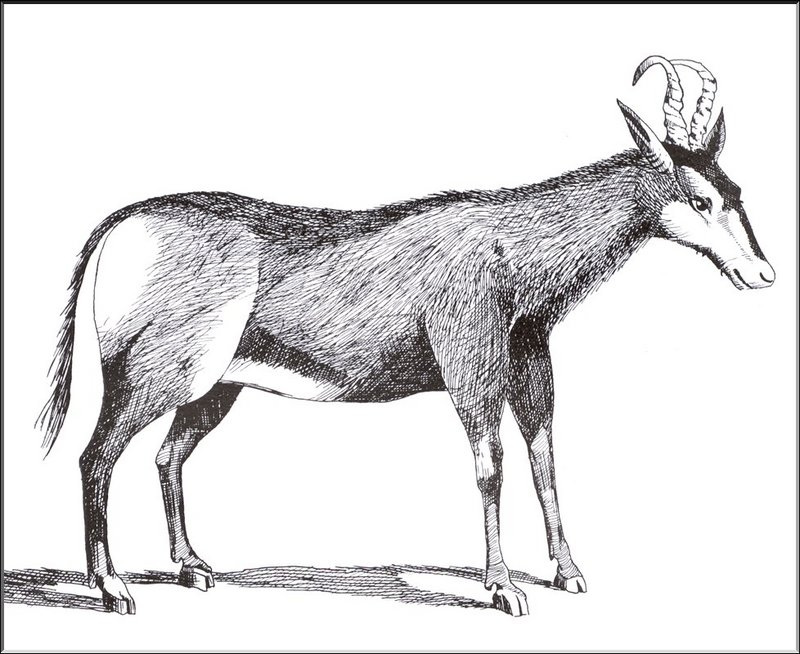 [Extinct Animals] Cape Hartebeest (Alcelaphus caama); DISPLAY FULL IMAGE.