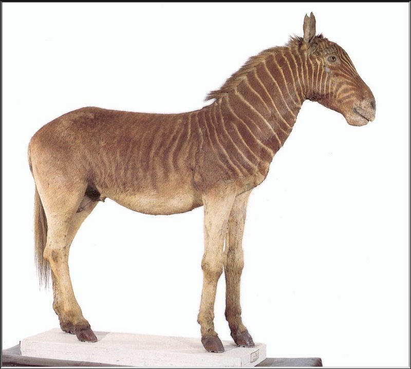 [Extinct Animals] Burchell's Zebra (Equus burchelli burchelli); DISPLAY FULL IMAGE.