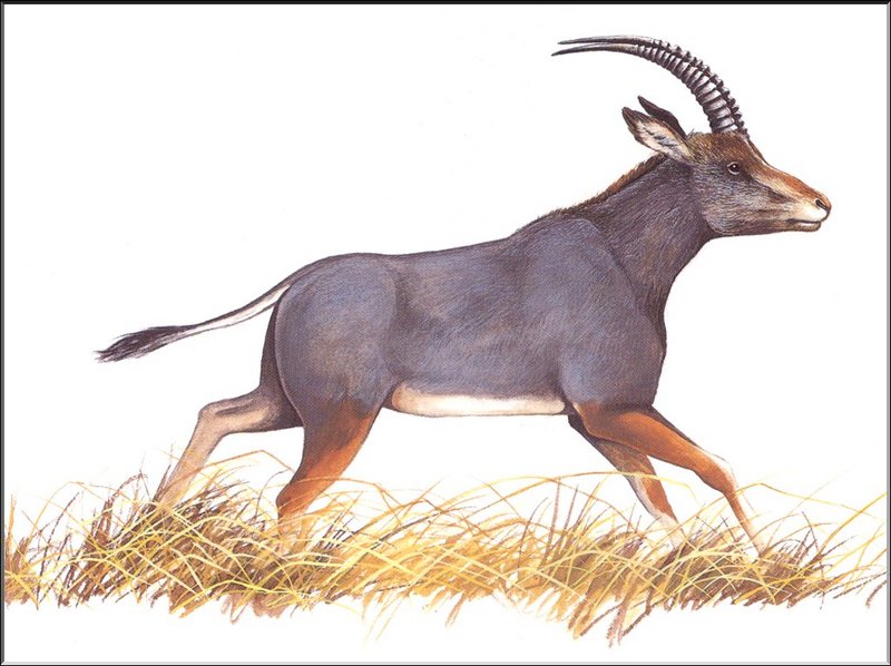 [Extinct Animals] Blue Antelope (Hippotragus leucophaeus) {!--청영양-->; DISPLAY FULL IMAGE.