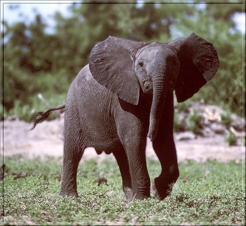 South African Bush Elephants (Loxodonta africana africana) {!--덤불코끼리(아프리카코끼리 아종)-->; DISPLAY FULL IMAGE.