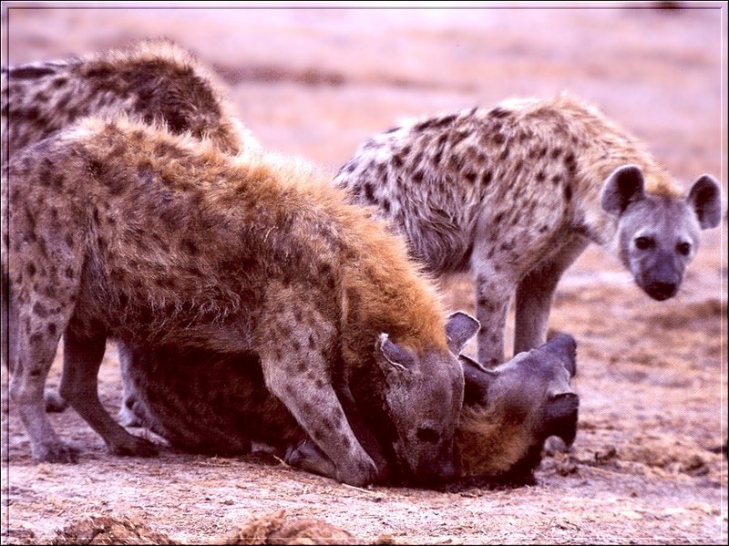 Spotted Hyena (Crocuta crocuta) {!--점박이하이에나-->; DISPLAY FULL IMAGE.
