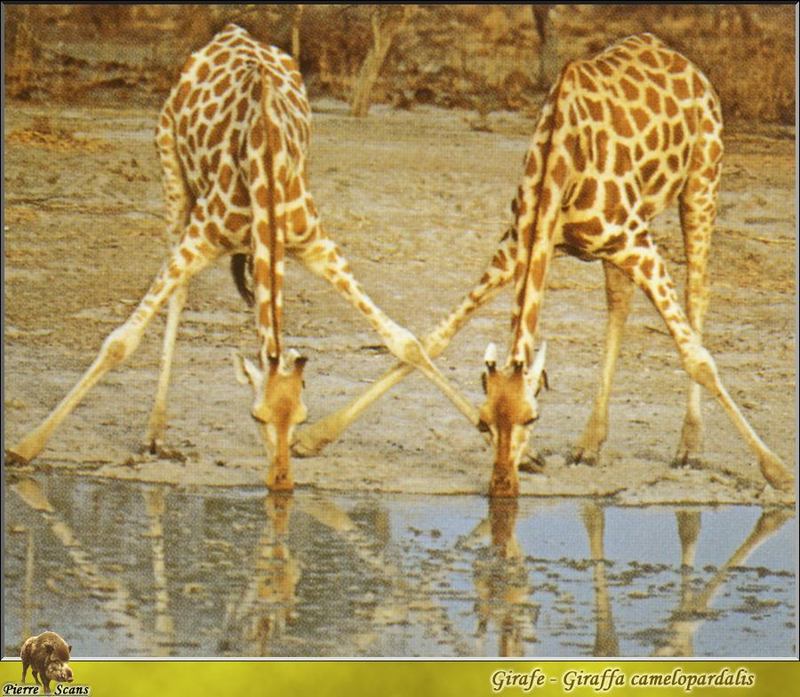 Giraffe (Giraffa camelopardalis){!--기린-->; DISPLAY FULL IMAGE.