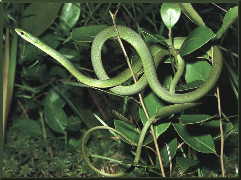 Rough Green Snake (Opheodrys aestivus) {!--(미국)초록뱀-->; DISPLAY FULL IMAGE.