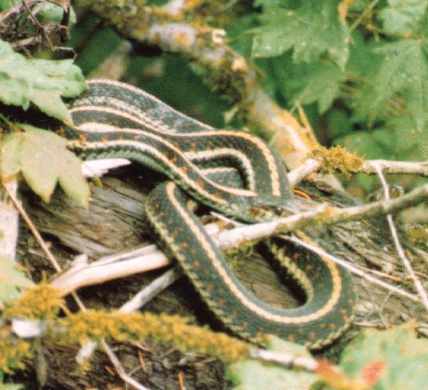Common Garter Snake (Thamnophis sirtalis) {!--가터얼룩뱀-->; Image ONLY