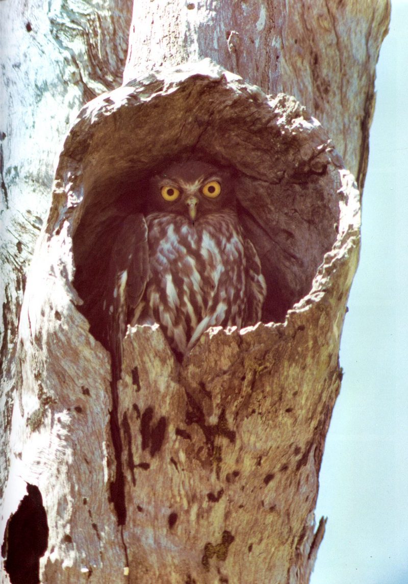 Barking Owl (Ninox connivens) {!--호주개부엉이-->; DISPLAY FULL IMAGE.