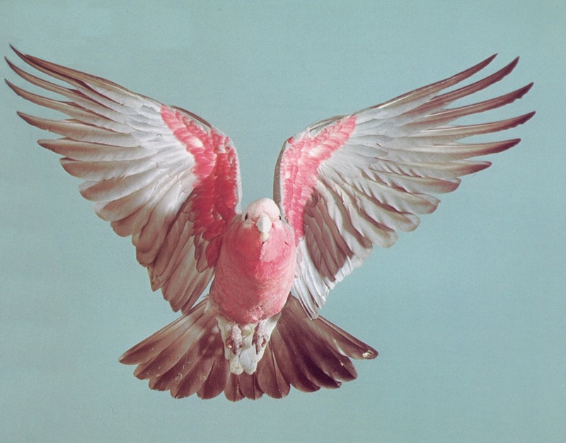 Galah (Eolophus roseicapillus) {!--갈라관앵무(--冠鸚鵡), 분홍유황앵무새(粉紅－鸚鵡－)-->; DISPLAY FULL IMAGE.