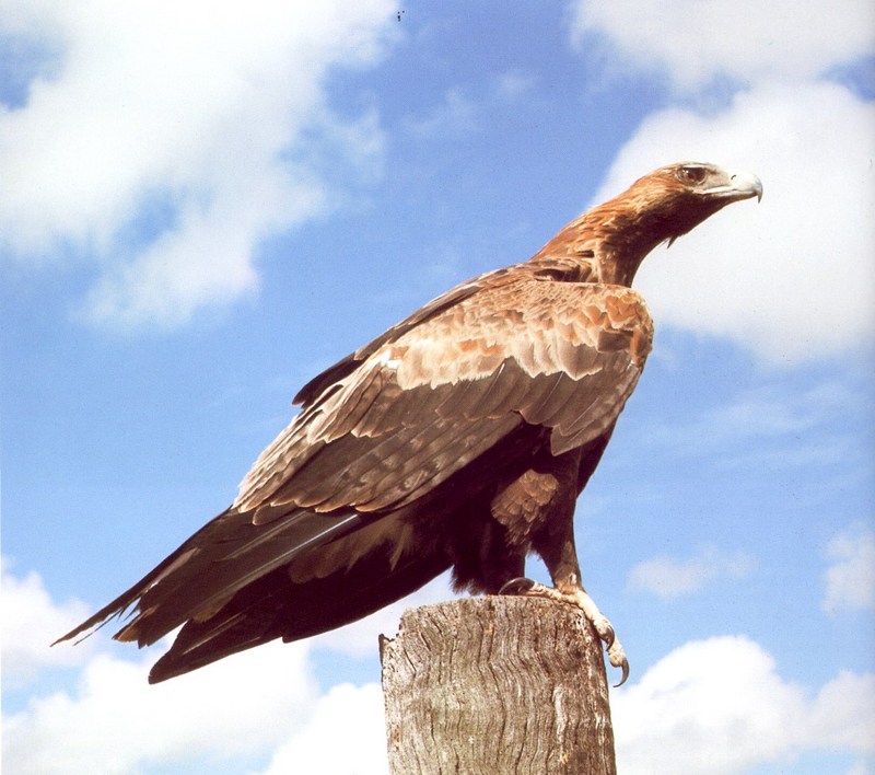 Wedge-tailed Eagle (Aquila audax) {!--쐐기꼬리수리-->; DISPLAY FULL IMAGE.