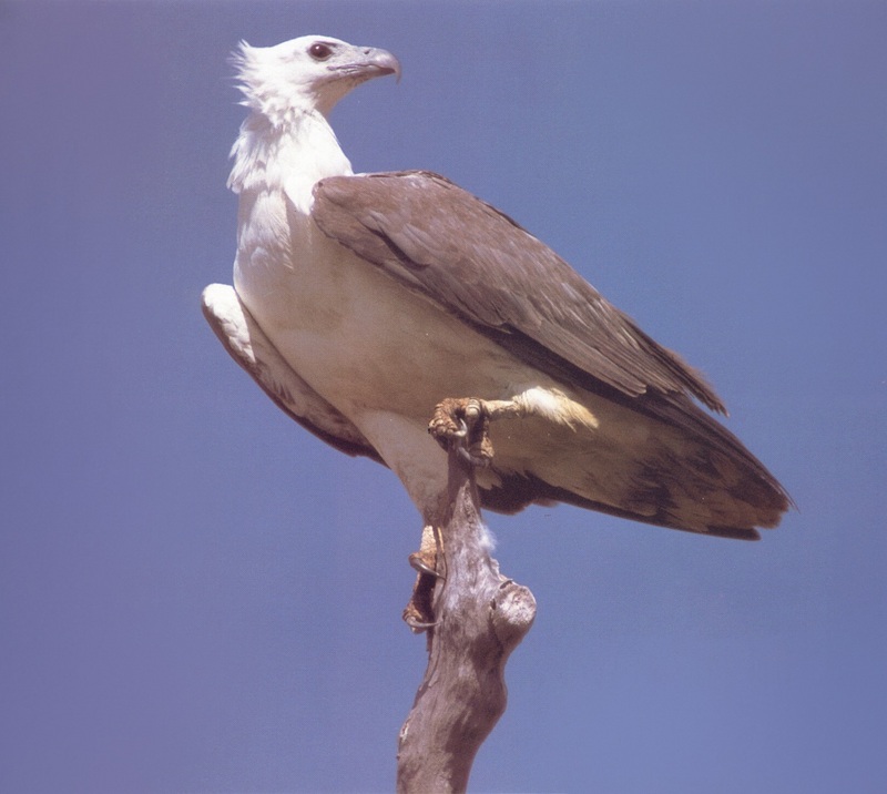 White-bellied Sea-Eagle (Haliaeetus leucogaster) {!--흰배수리-->; DISPLAY FULL IMAGE.
