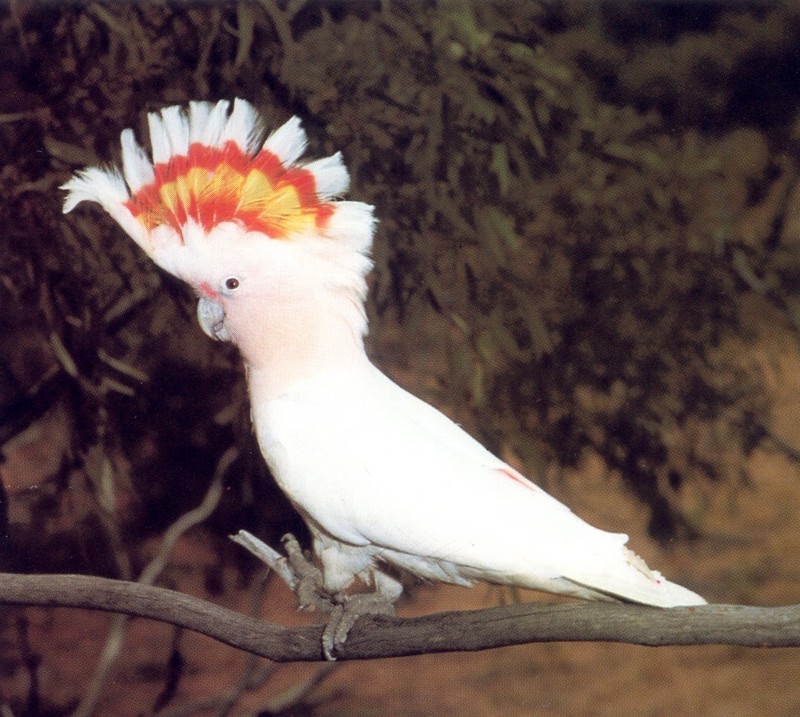 Pink Cockatoo (Cacatua leadbeateri) {!--분홍관앵무(--冠鸚鵡)-->; DISPLAY FULL IMAGE.