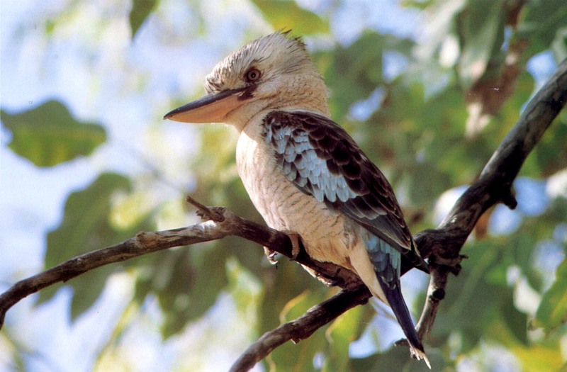 Blue-winged Kookaburra (Dacelo leachii) {!--푸른죽지웃음물총새-->; DISPLAY FULL IMAGE.