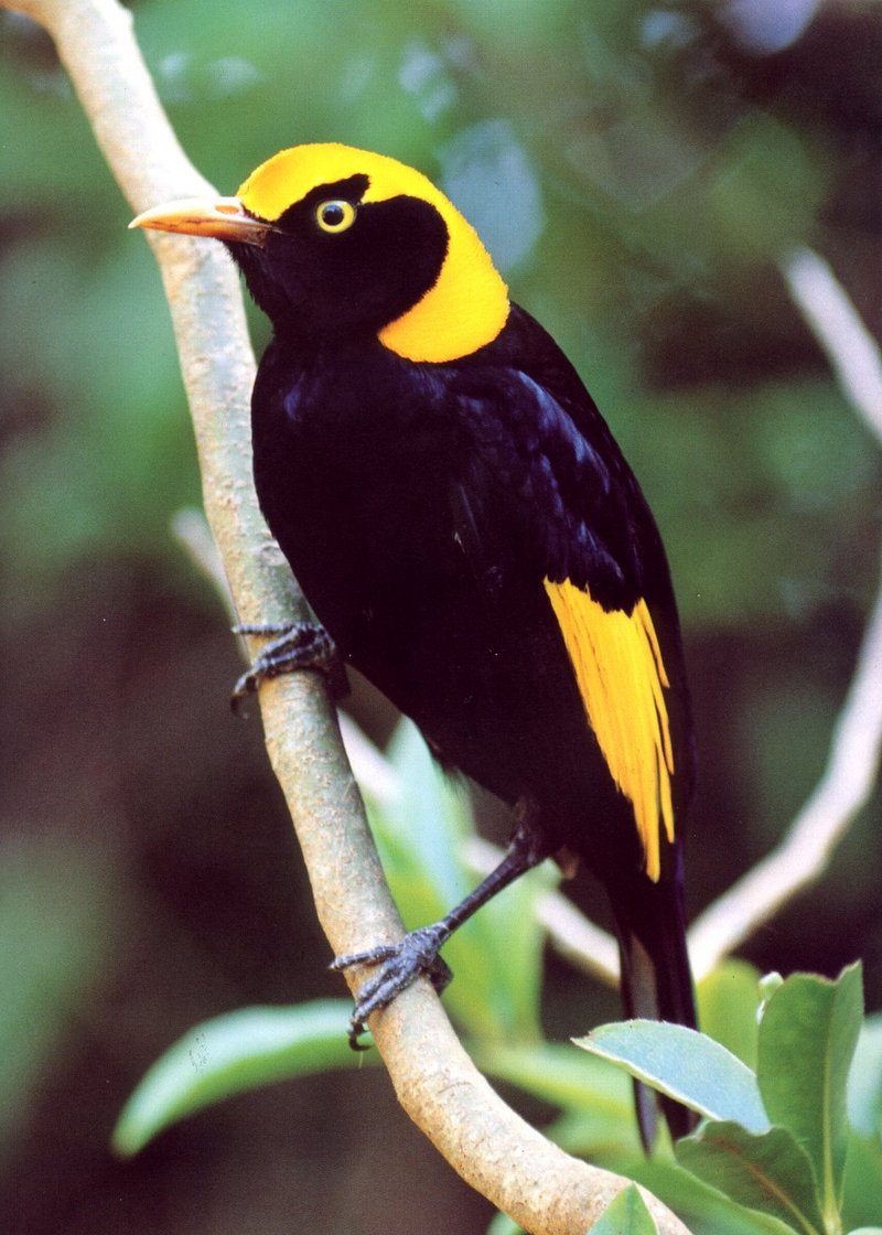 Regent Bowerbird (Sericulus chrysocephalus) {!--노란머리집짓기새-->; DISPLAY FULL IMAGE.
