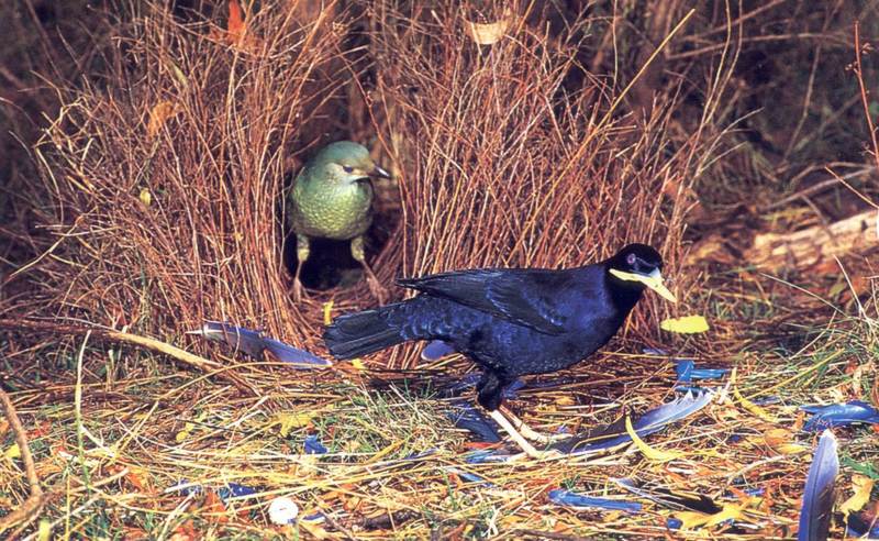 Satin Bowerbird (Ptilonorhynchus violaceus) {!--공단집짓기새(청풍조)-->; DISPLAY FULL IMAGE.