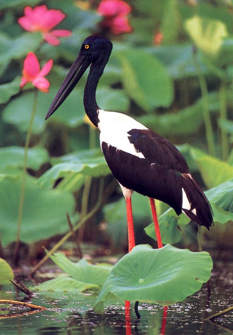 Black-necked Stork (Ephippiorhynchus asiaticus) {!--검은머리황새-->; DISPLAY FULL IMAGE.