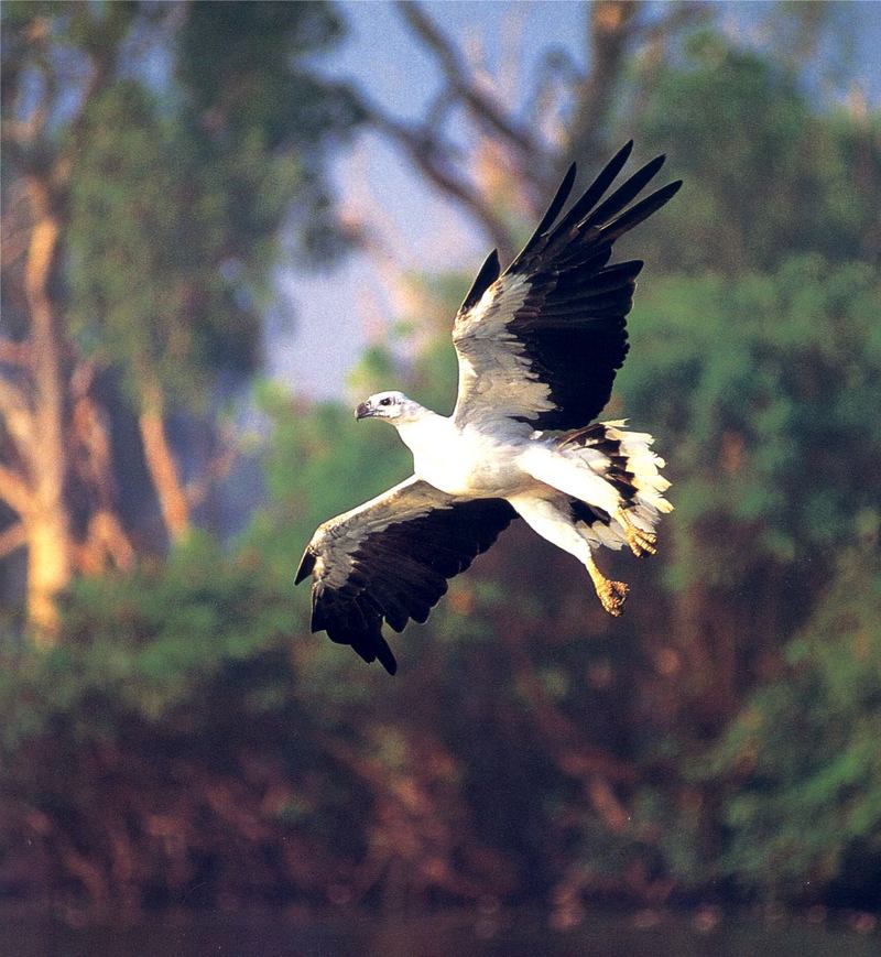 White-bellied Sea-Eagle (Haliaeetus leucogaster) {!--흰배수리-->; DISPLAY FULL IMAGE.