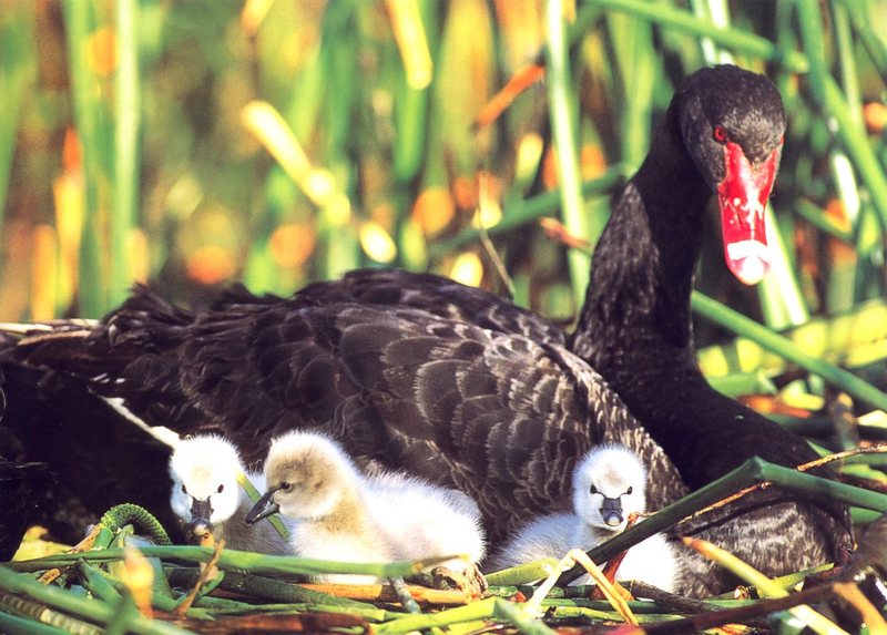 Black Swan (Cygnus atratus) {!--흑고니-->; DISPLAY FULL IMAGE.