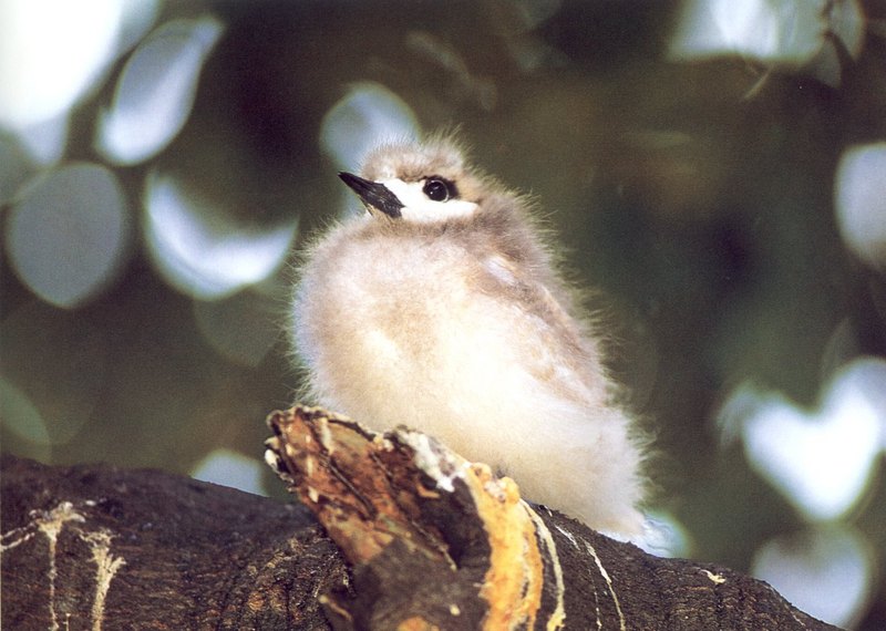 White Tern (Gygis alba) chick {!--흰제비갈매기-->; DISPLAY FULL IMAGE.