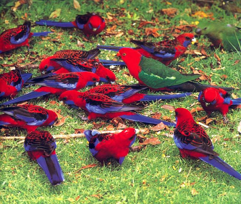 Australian King Parrot (Alisterus scapularis), crimson rosella (Platycercus elegans); DISPLAY FULL IMAGE.