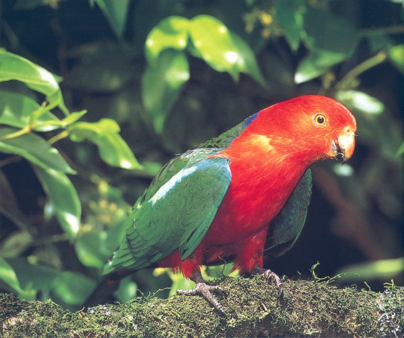 Australian King Parrot (Alisterus scapularis) {!--(호주)왕앵무-->; DISPLAY FULL IMAGE.