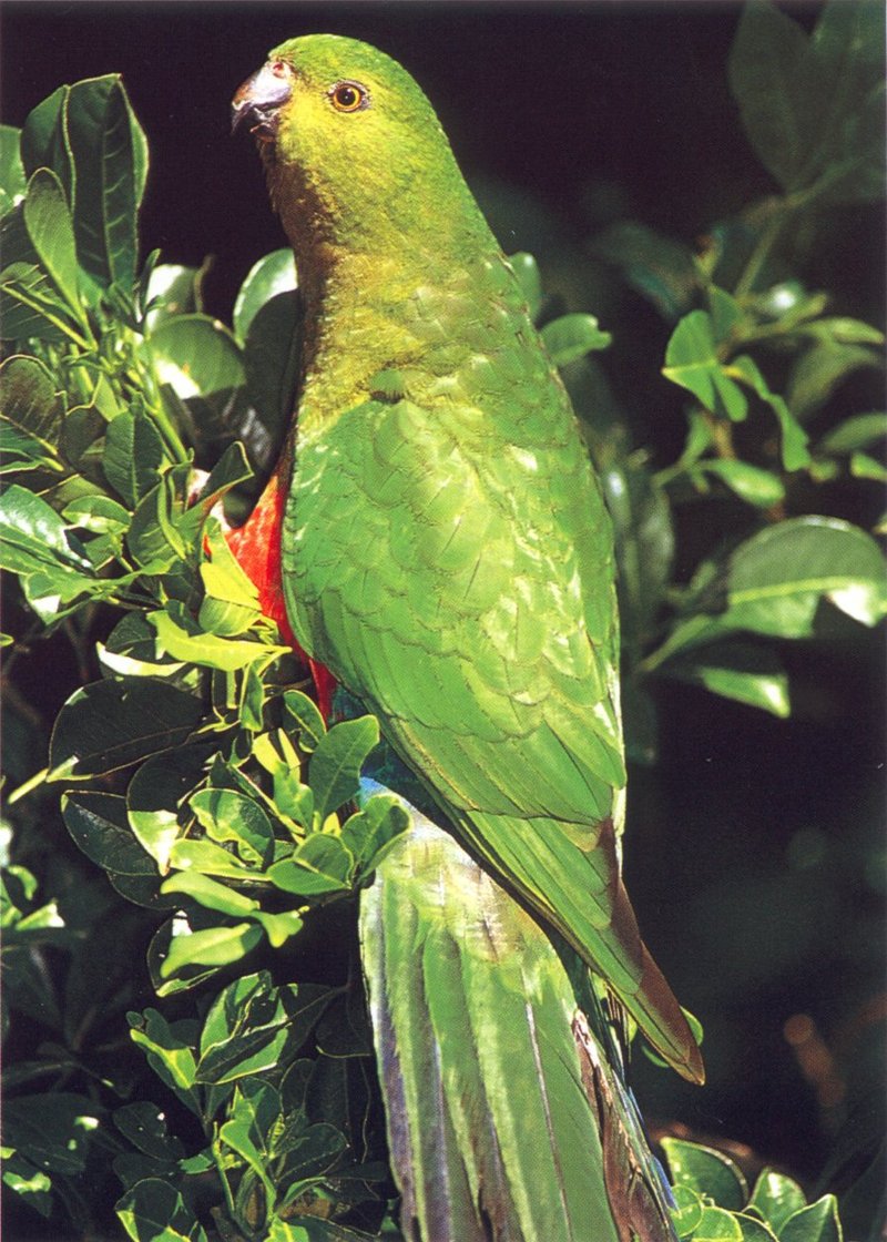 Australian King Parrot (Alisterus scapularis) female {!--(호주)왕앵무-->; DISPLAY FULL IMAGE.