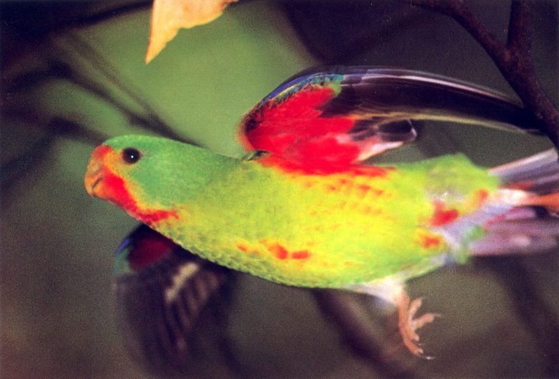 Swift Parrot (Lathamus discolor) {!--소녀앵무-->; DISPLAY FULL IMAGE.
