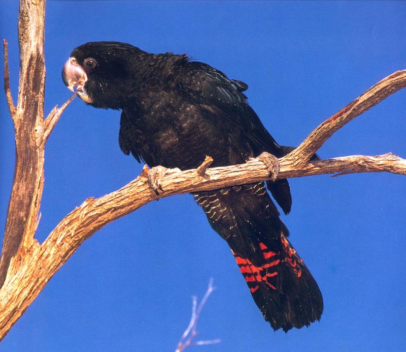 Red-tailed Black-cockatoo (Calyptorhynchus banksii) {!--붉은꼬리검정관앵무-->; DISPLAY FULL IMAGE.