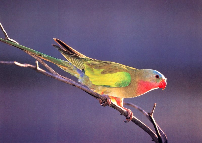 Princess parrot (Polytelis alexandrae); DISPLAY FULL IMAGE.