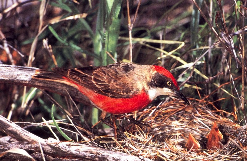 Crimson Chat (Epthianura tricolor) {!--삼색꿀빨기새-->; DISPLAY FULL IMAGE.