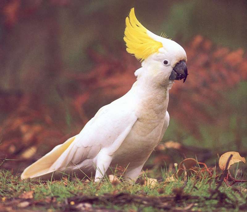 Sulphur-crested Cockatoo (Cacatua galerita) {!--노란관앵무-->; DISPLAY FULL IMAGE.