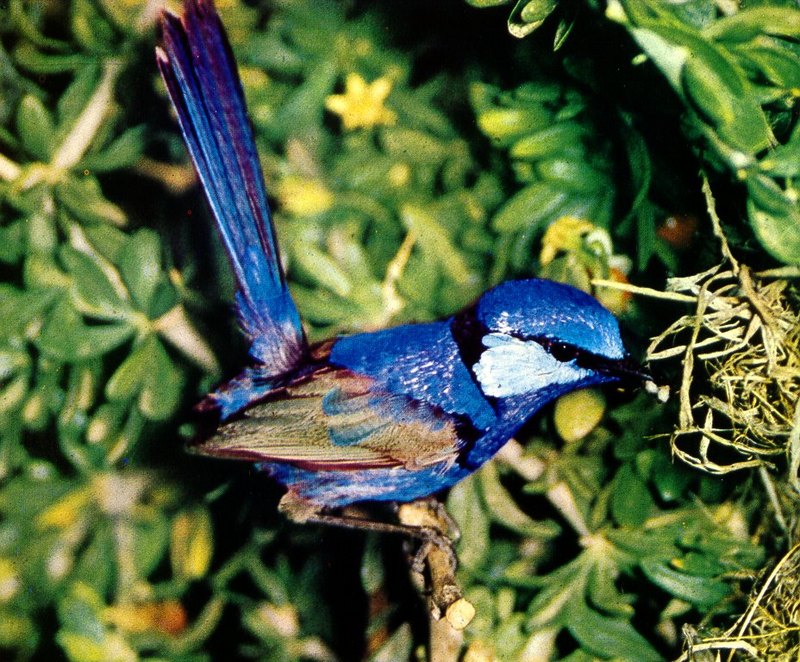Superb Blue Wren (Malurus cyaneus) {!--청요정굴뚝새-->; DISPLAY FULL IMAGE.